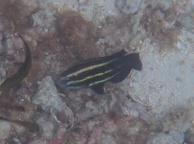 Photo of sighting