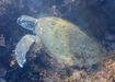 Photo of sighting