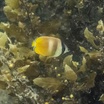 Klein's butterflyfish