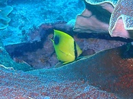 Photo of sighting