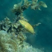 Redspot wrasse