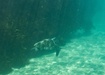 Photo of sighting