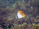 Threadfin butterflyfish