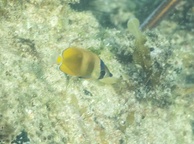 Photo of sighting