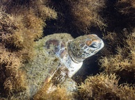 Photo of sighting