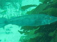 Photo of sighting