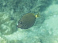 Photo of sighting