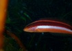 Photo of sighting