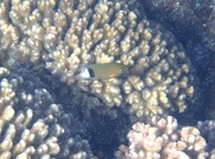 Photo of sighting