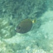 Australian sawtail