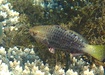 Photo of sighting