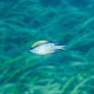 Yellowback puller