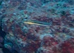 Photo of sighting