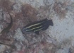 Photo of sighting