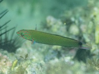 Photo of sighting