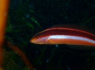 Photo of sighting