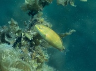 Photo of sighting