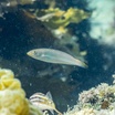 Brokenline wrasse