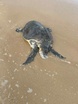 Pacific ridley turtle