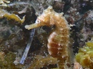 White's Seahorse