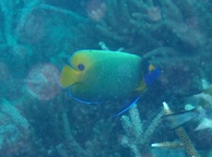 Photo of sighting