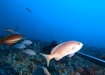 Photo of sighting