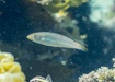 Photo of sighting